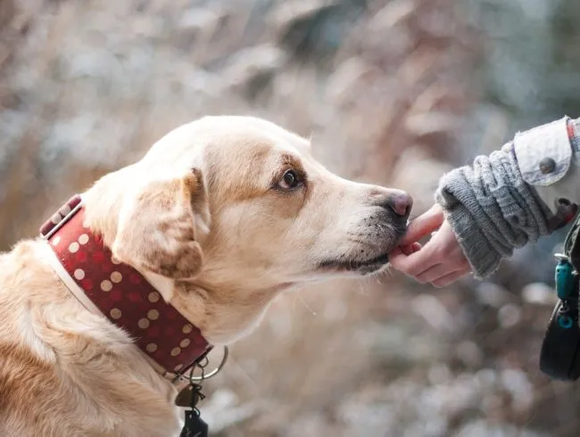 Pet therapy per l'elaborazione del lutto dei bambini